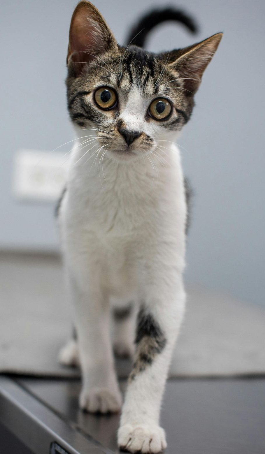 Veterinární klinika OK-VET Veterinární klinika OK-VET